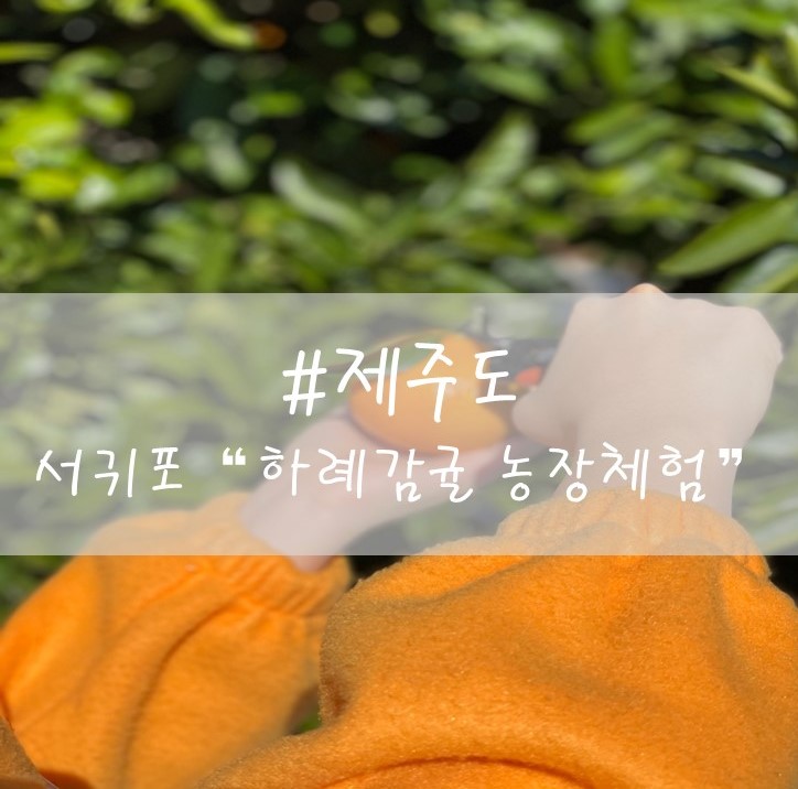  [제주도] 서귀포 / 하례감귤체험농장