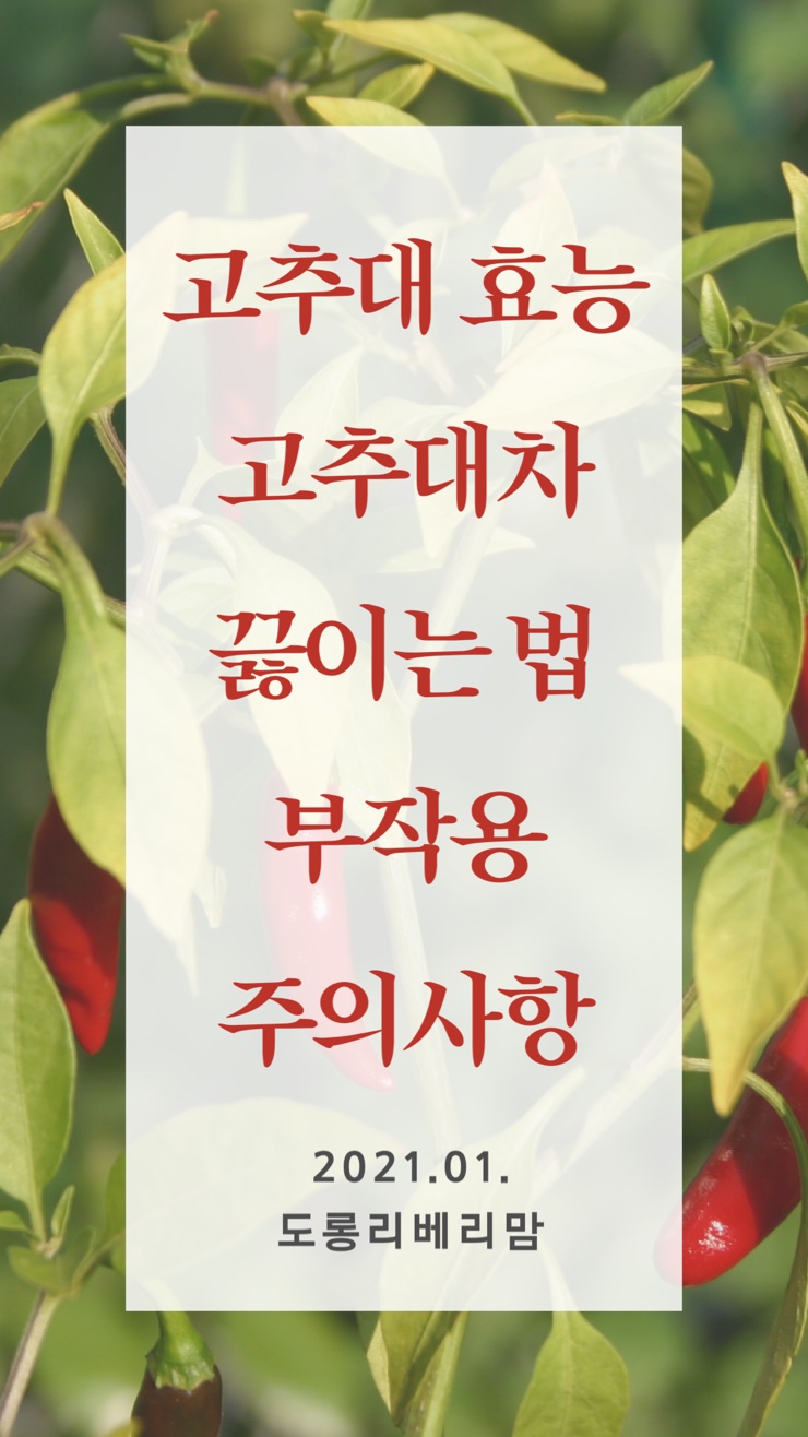  고추대차효능 부작용과 주의사항 (코로나19 예방?)