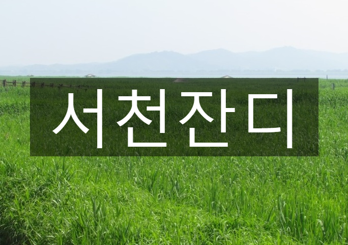 대한민국 대표 갈대밭 서천 잔디 배송
