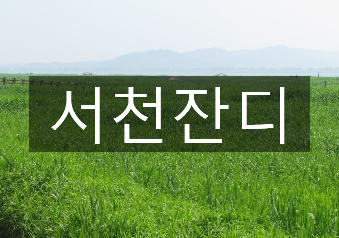  대한민국 대표 갈대밭 서천 잔디 배송