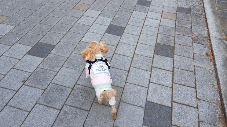  소형견하네스 멍템  X자하네스로 안전하게 산책하기