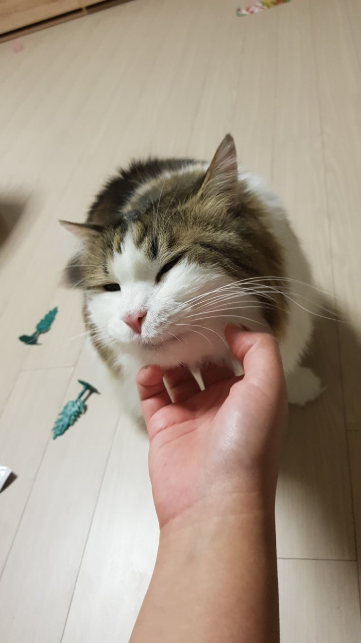 연이
