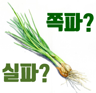  쪽파 실파 차이, 구분하는방법