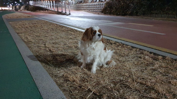  강아지가 오줌을 안싸요 24시간의 피말리는 기록