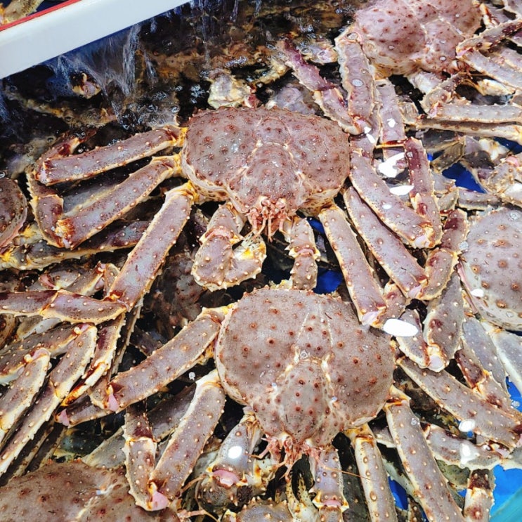  천안 수산시장)) 킹크랩 + 방어