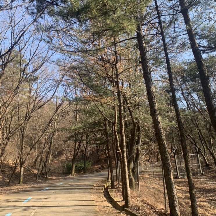  커플 산책데이트 코스 추천! 서울대공원 둘레길과 산림욕장길이 무료개방을 시작했어요:)