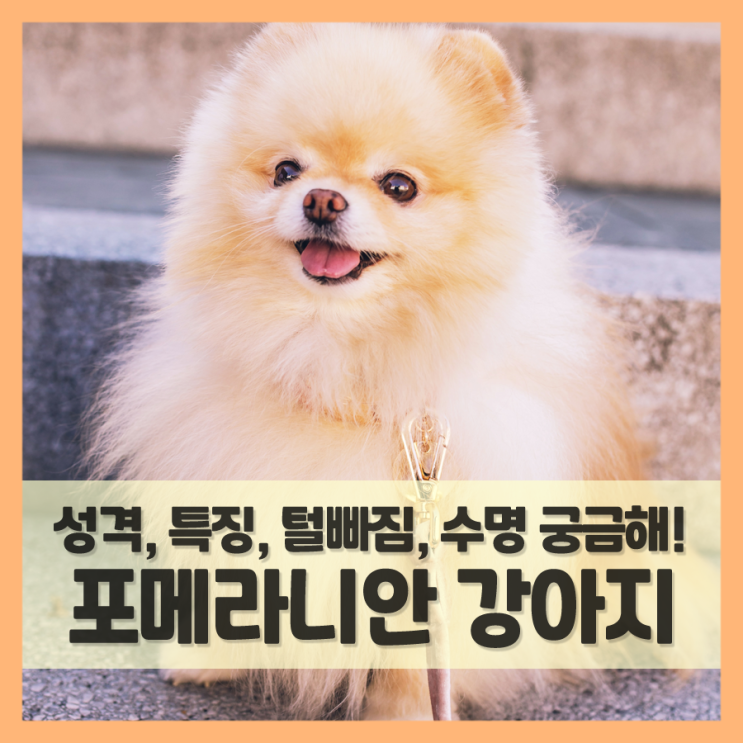  포메라니안 성격, 털빠짐, 수명, 입양 전 알아보세요.