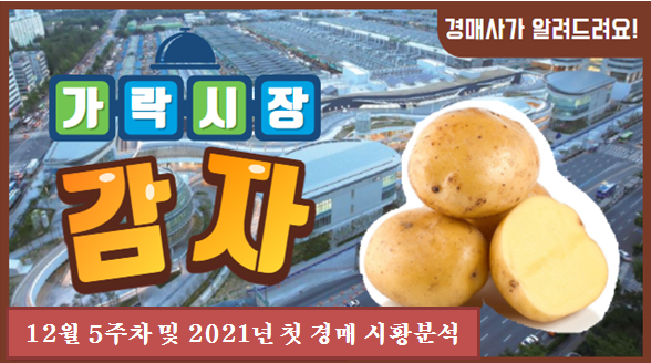 경매사가 알립니다. 12월5주차 및 2021년 첫경매 가락시장 감자 유통현황!