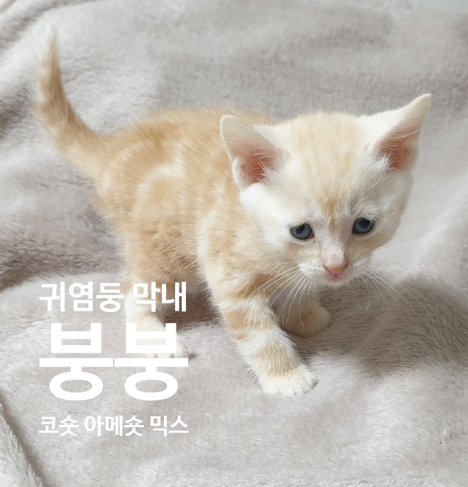 [고양이합사일기] 냥이소개 - 첫인상 & 성격