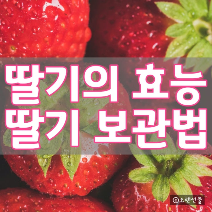  딸기 효능과 딸기 보관법