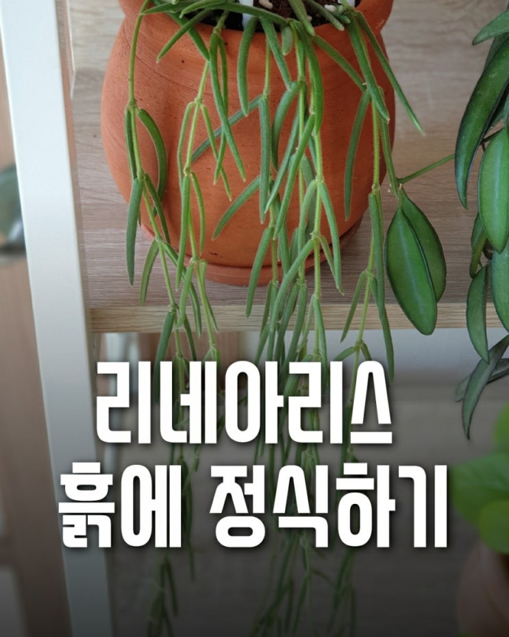  호야 리네아리스