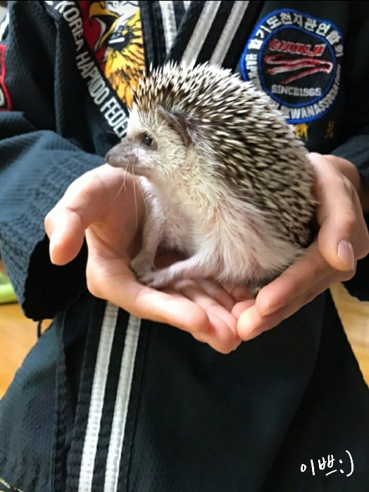 [고슴도치] 다솜이!! 얼굴 보여줘!!!!