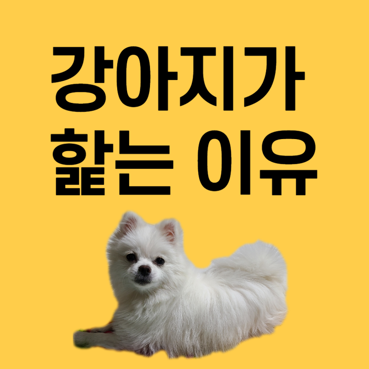 강아지가 핥는이유 알아봤어요 강아지가 핥는이유 알아봤어요