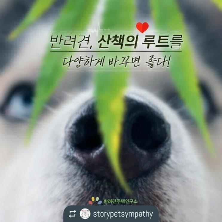  반려견 산책의 루트를 다양하게 바꾸면 좋다