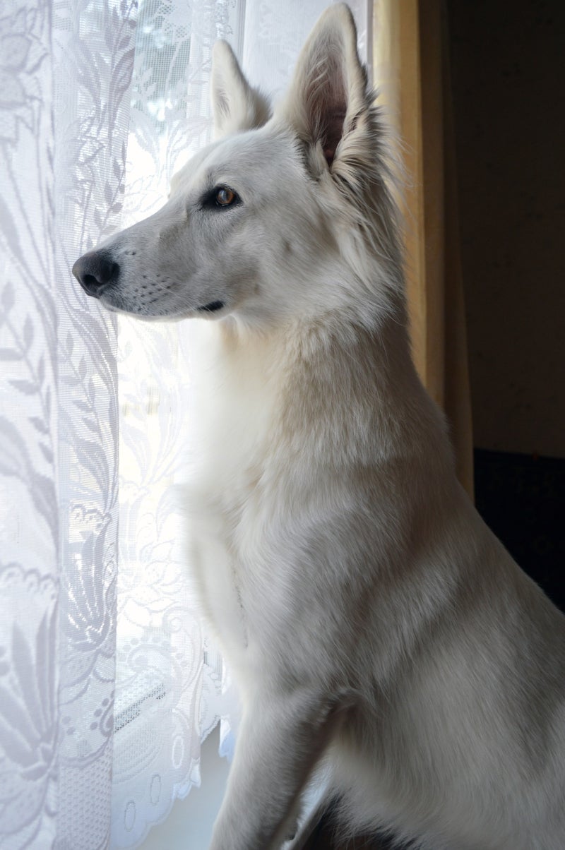 저먼 셰퍼드 하얀색?! 아닙니다. 저는 스위스 화이트셰퍼드(베르거 블랑 스위스) 입니다. : 네이버 블로그, image size:800x1204