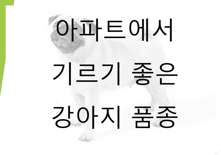  아파트에서 기르기 좋은 강아지 품종