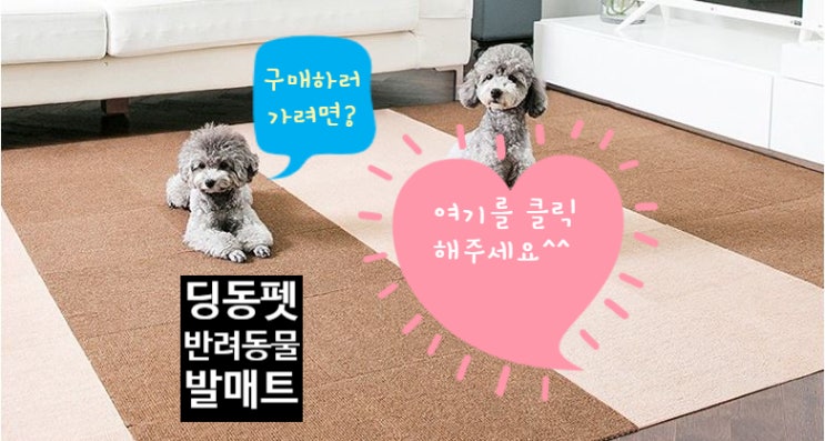  반려견이 있다면 필수템 3가지!!