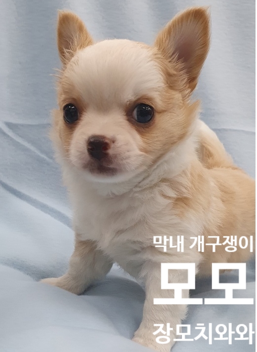  [장모치와와] 모모의 첫인상 & 성격
