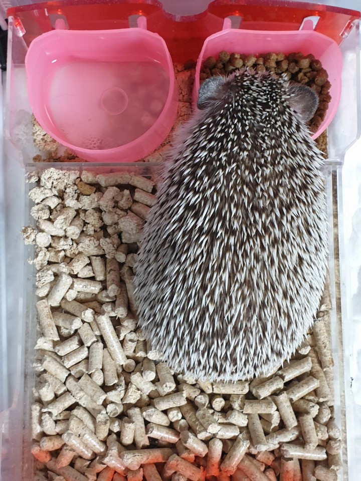  [고슴도치] 밥먹는 다솜이