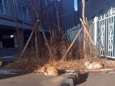 식빵굽는 고양이!!