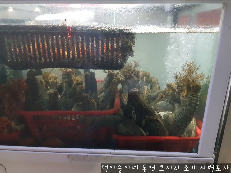 통영에서 만난 맛있는 코끼리 조개 아직도 못 드셔보셨나요? 통영 새벽 포차 통영에서 만난 맛있는 코끼리 조개 아직도 못 드셔보셨나요? 통영 새벽 포차