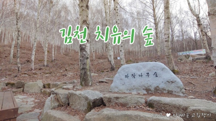  김천치유의숲, 자작나무 힐링숲