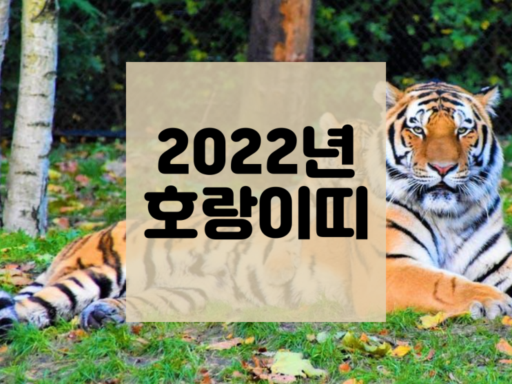 2022년 띠는 호랑이띠 흑호 해