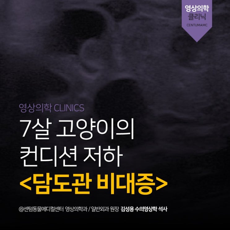 [고양이 검진 전문] 7살 고양이 컨디션 저하, 담도관 비대증 (센텀동물메디컬센터, 부산 수영구 동물병원)