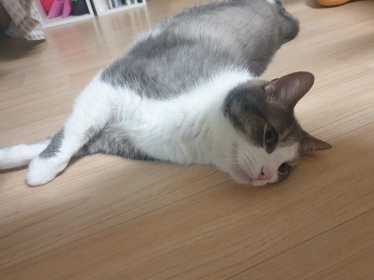  개, 고양이 비만도 측정, BCS(with 고양이 사진 날씬하게 혹은 뚱뚱하게 찍는 방법)