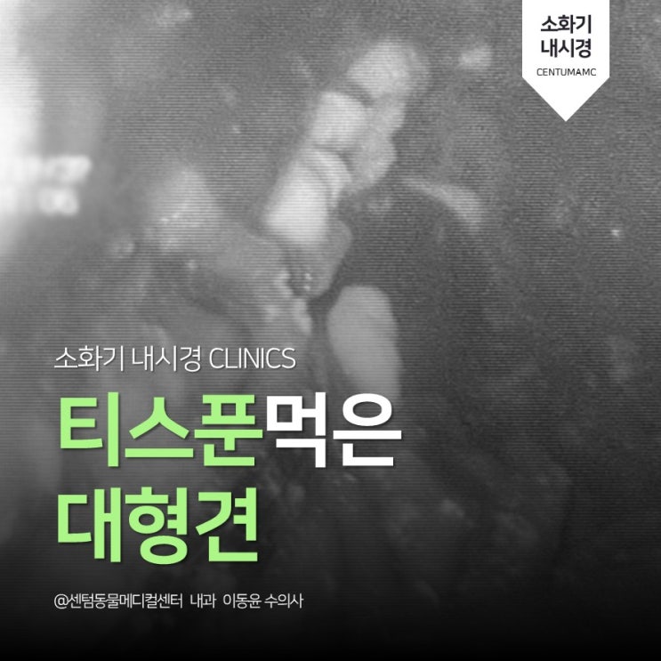  [부산 내시경 시술 전문 동물병원] 티스푼(숟가락) 먹은 대형견 (센텀동물메디컬센터)