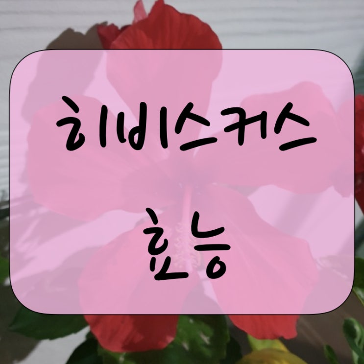  히비스커스 효능에 대해 알아보자.