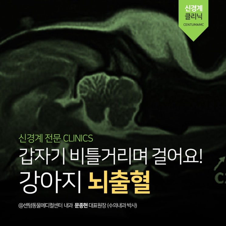  16살 강아지 뇌출혈, 뇌경색, 운동실조, 응급진료, MRI (부산 신경계 전문 동물병원, 센텀동물메디컬센터)