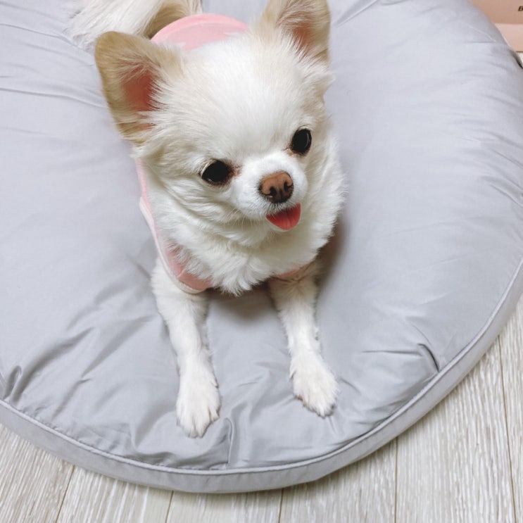  강아지 뚱땡이 마약방석 더소이에서 주문했어요!