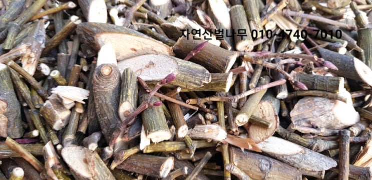  벌나무 자연산벌나무 와 재배벌나무의 차이