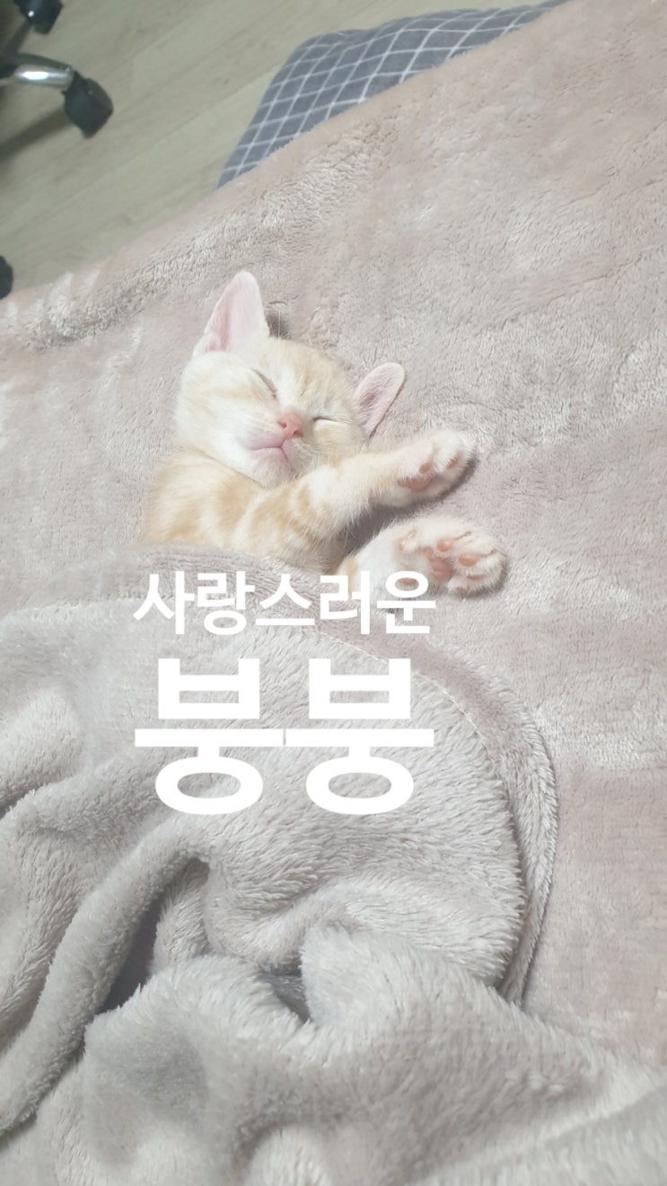  붕붕이 성장사진