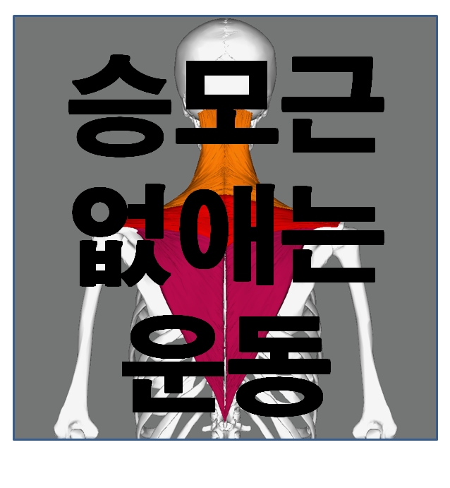  승모근 없애는 운동, 이거만 하면 승모근 없앨 수 있다!