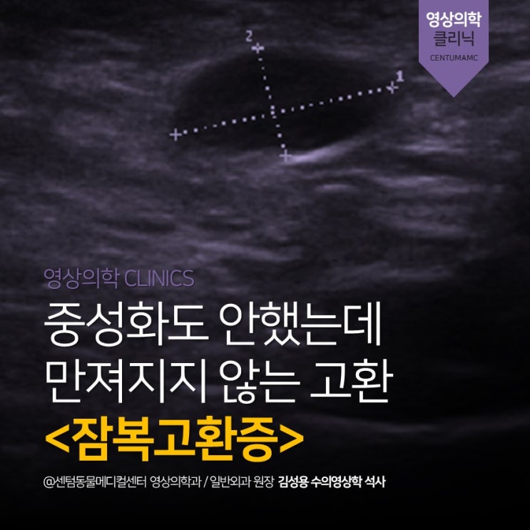  [영상전문진단] 강아지 잠복고환증 (부산 초음파 잘보는 동물병원, 일반검진 상담, 센텀동물메디컬센터)