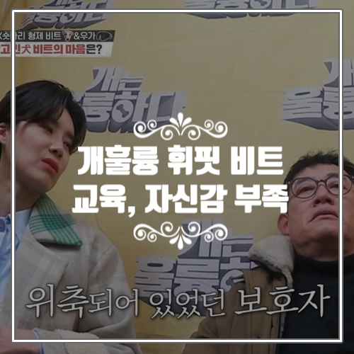  개는 훌륭하다 초 예민견 비트 리뷰, 교육 부족과 자신감 결여가 문제