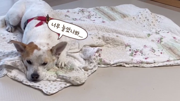  연휴에 너무 심하게 논 강아지들