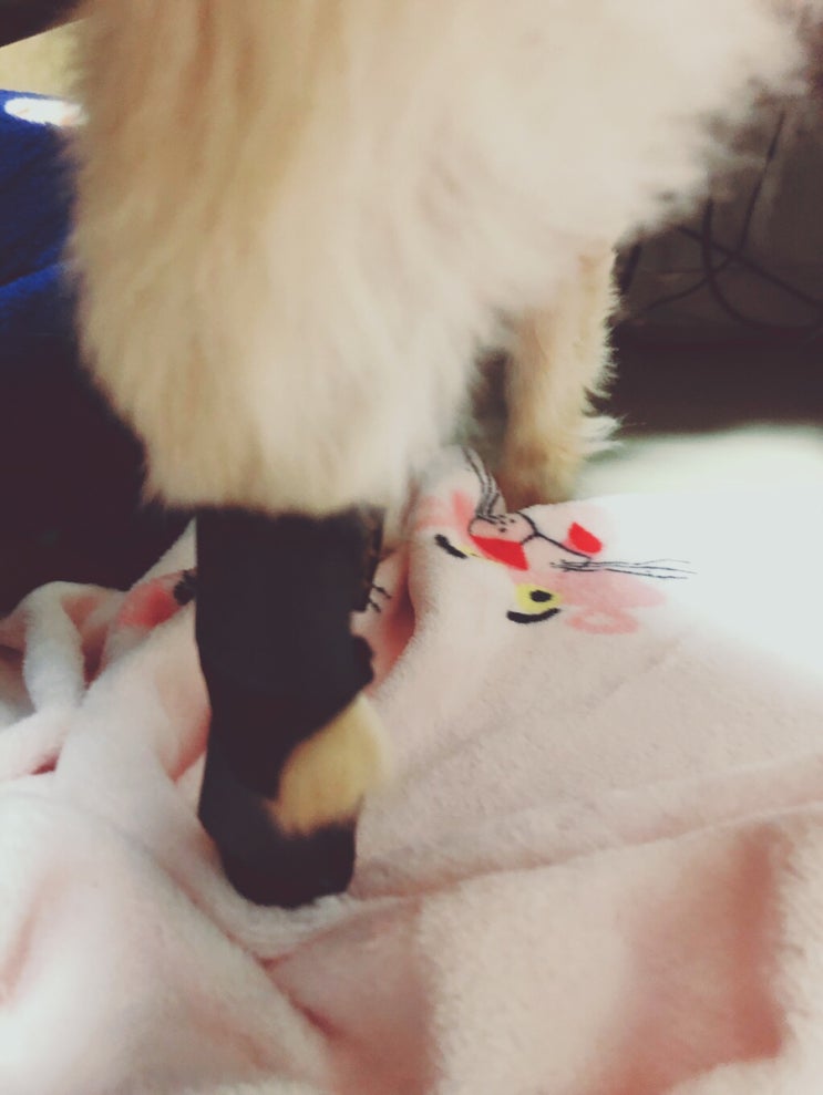  내 강아지의 슬개골을 보호해줘 딩동펫 "슬개골 보호대"
