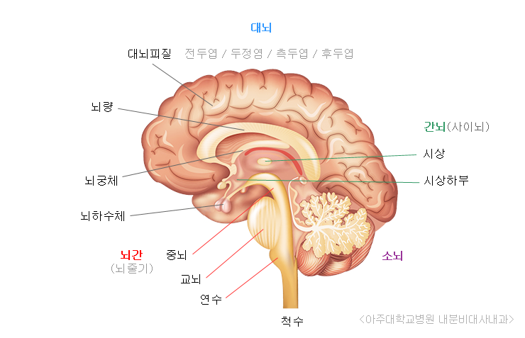 뇌발달에 따른 학습법 : 네이버 블로그