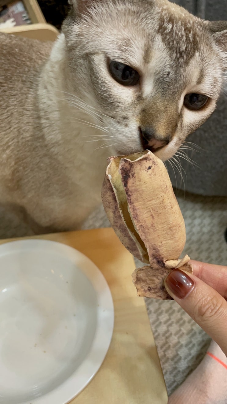  고양이 동결건조간식 넌소통마리오징어트릿