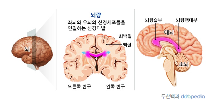 뇌발달에 따른 학습법 : 네이버 블로그