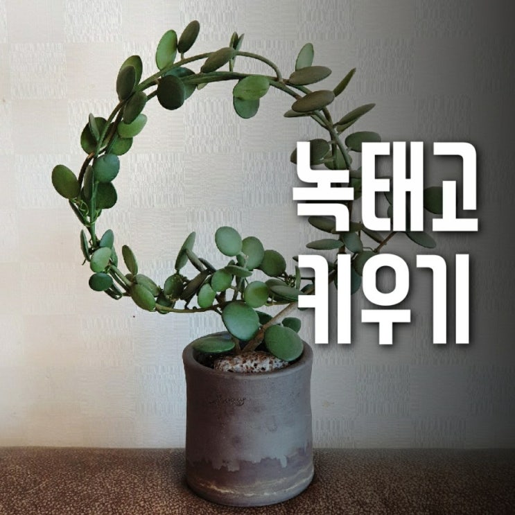 녹태고 키우기