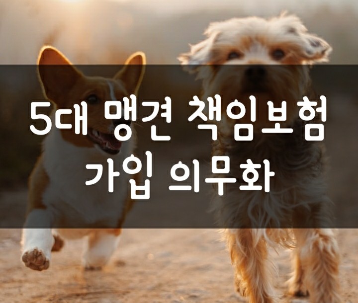 맹견 책임보험 의무화 - 근데 가입할 보험이 없다? (5대 맹견 종류, 보험료, 미가입시 과태료) 맹견 책임보험 의무화 - 근데 가입할 보험이 없다? (5대 맹견 종류, 보험료, 미가입시 과태료)