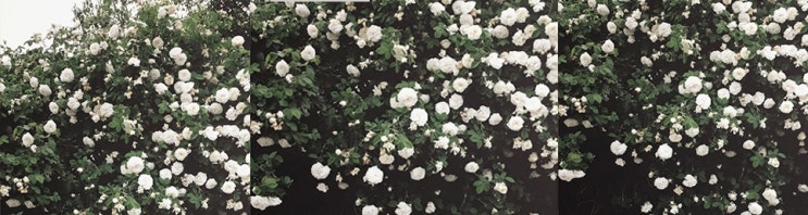  [다꼬르피스 후기]Elisabeth Dunker - White roses