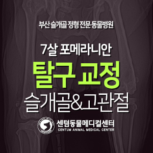  [치료 증례] 7살 / 포메라니안 / 슬개골 탈구, 고관절 탈구, 고관절 아탈구 (센텀동물메디컬센터, 부산 정형전문 동물병원)