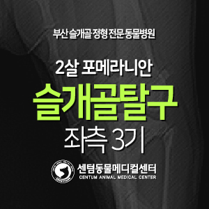  [슬개골 탈구 수술 증례] 2살 / 포메라니안 / 좌측 3기 (부산 강아지 무릎수술 전문 동물병원 센텀동물메디컬센터)