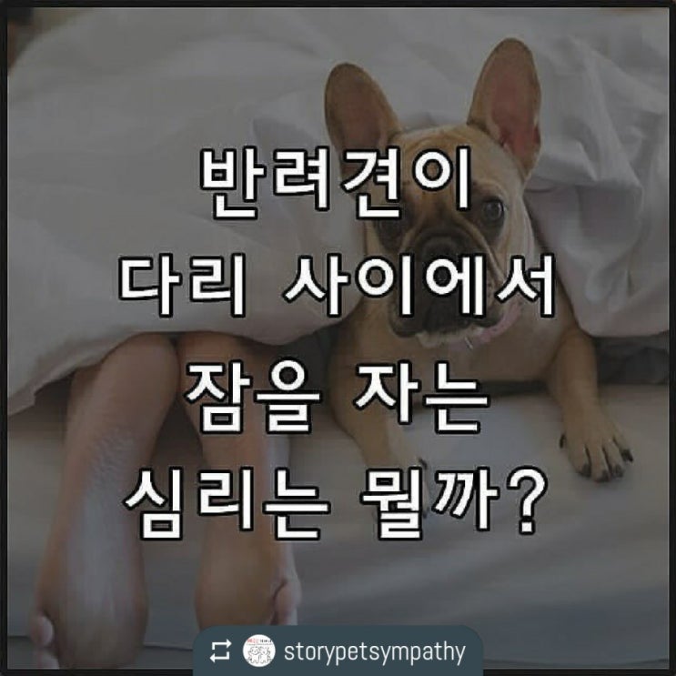  반려견이 다리사이에서 잠을 자는 심리는 뭘까?