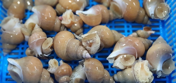  홍게 백고동 전국택배 및 도매 수산명가에서~~